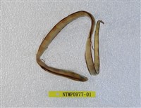 藏品(帶鳚)的圖片